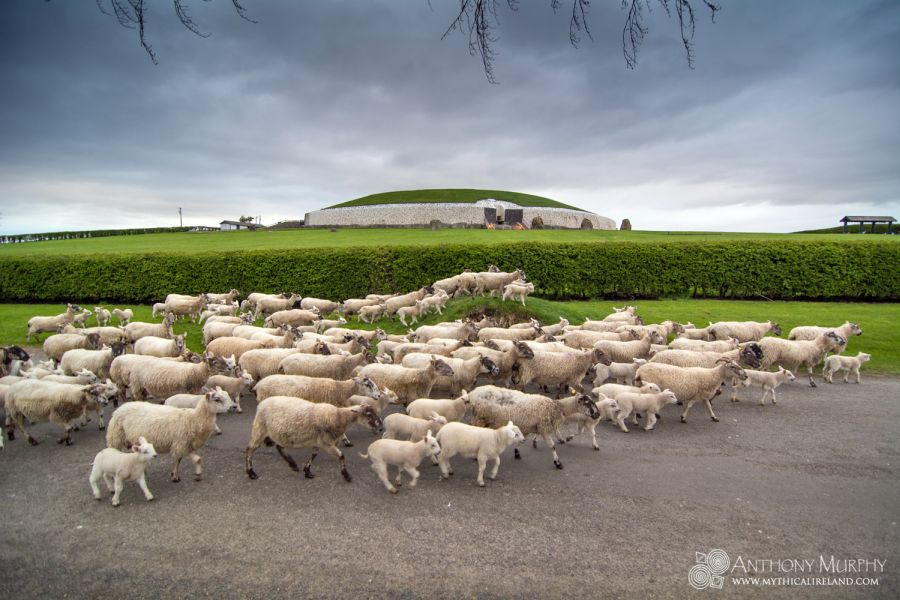 Rush hour at Newgrange