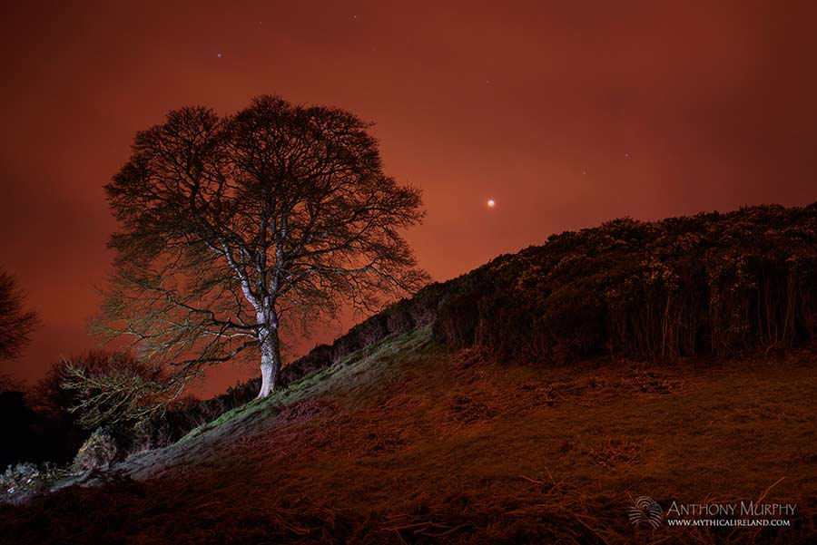 A total eclipse of the moon over Dowth and its old sycamore tree. The eclipse, known as the Super Blood Wolf Moon, occurred in the early hours of 21st January 2019. It is likely that the builders of Dowth knew that lunar eclipses happened in predictable sequences.