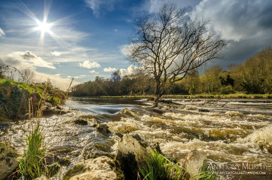 This image, showing the water excitedly crossing a fish weir on the River Boyne at Ardmulchan, in the evening sun, was taken in something of a precarious position. I was situated on the very edge of the river, with my feet in shallow water, and with the camera on a tripod whose legs were immersed in the fast-flowing river. I wanted to get as close to the water as possible without endangering myself, and this is the result. I hope you like this unique view of the Boyne.