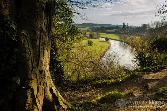 The view shown here is the easternmost part of the great Bend of the Boyne, beneath the woods of Townley Hall, where the river turns dramatically eastwards for its final race to meet the sea beyond Drogheda. There is a public walk through Townley Hall woods, and at the location shown in the photo, visitors are afforded a beautiful view of the Boyne from a lofty position high up above the river.