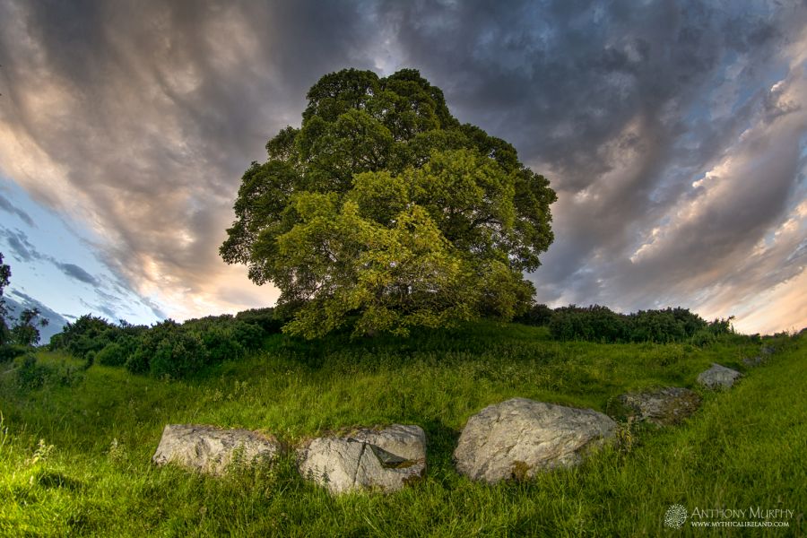 A view of Dowth and its great sycamore tree and some of the exposed kerb stones.
