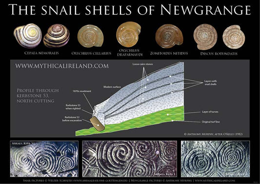 The snail shells and spirals of Newgrange