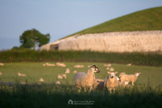 Sheep grazing near Newgrange