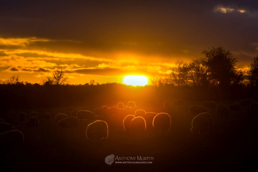 Sheep at Newgrange at sunset