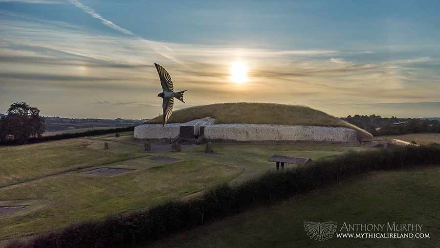 Swallow and sun dogs at Newgrange