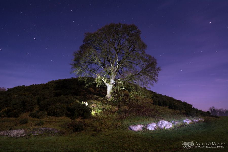 Dowth tree and stars