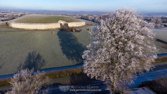 Hoar frost on Newgrange beech tree