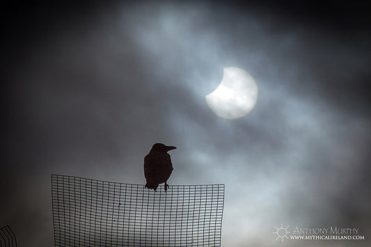 A crow watches the partial solar eclipse